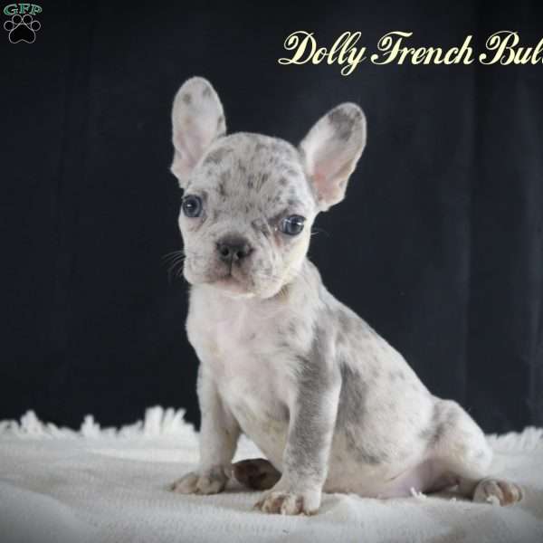 Dolly, French Bulldog Puppy